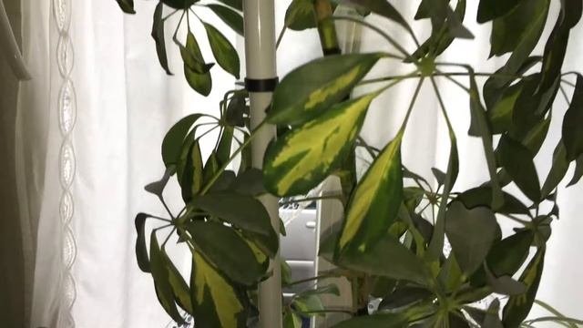 Schefflera Actinophylla Umbrella Tree Amate Flower Botanical Information And Tips