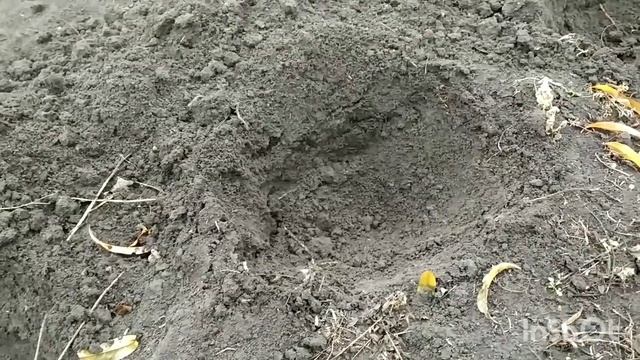 Стратификация косточек в открытом грунте. смотреть онлайн