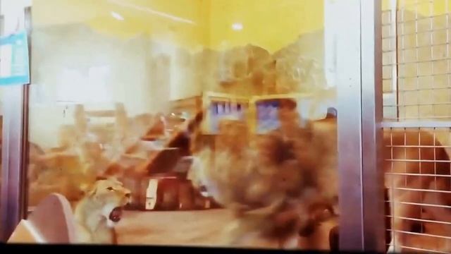 Ленинградский зоопарк(Львы) смотреть онлайн