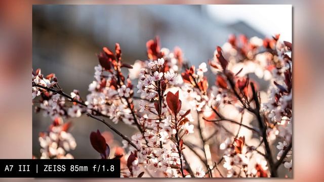 ZEISS Batis 85mm f/1.8 | testet on the Sony Alpha 7 III | lens review