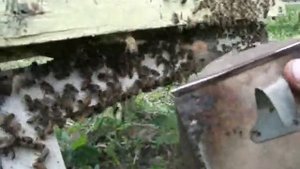Пчеловодство. Рой вышел и зашёл …  в соседний улей.