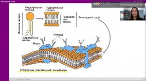 Лекция 1. Анатомия кожи