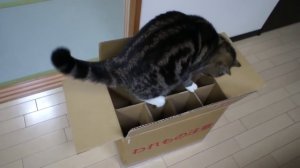 кот прыгает в коробку