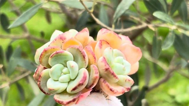 Echeveria Shamong смотреть онлайн