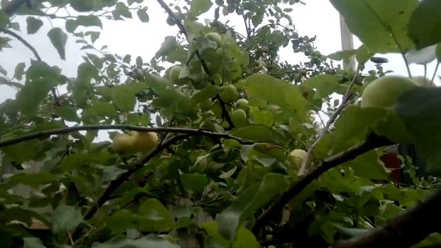 яблоня "Белый налив" смотреть онлайн