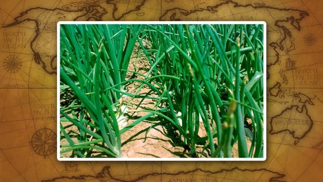 Население и хозяйство в Арктике и тундре. Видеоурок по географии 8 класс смотреть онлайн