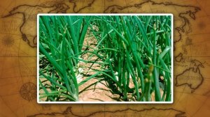 Население и хозяйство в Арктике и тундре. Видеоурок по географии 8 класс