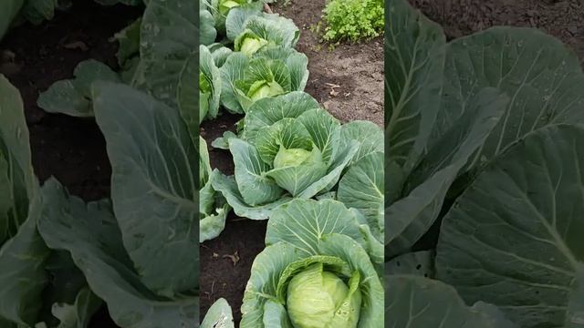 Все растет, цветет и плодоносит!)#лето #дача #природа #влог # смотреть онлайн