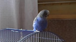 Говорящий попугай Кеша (2) Диалог попугая и человека:)