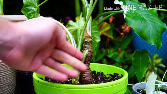 Dividing And Planting Variegated Alocasia смотреть онлайн