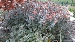 Хризантемы, форзиция, гелениум- обрезка в ноябре. Черенки хризантем и форзиции. 5-15.11.2022