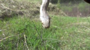 Медянка обыкновенная coronella austriaca