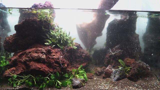 Nature Aquarium (Araceae plants). Природный аквариум (ароидные растения)