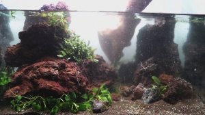 Nature Aquarium (Araceae plants). Природный аквариум (ароидные растения)
