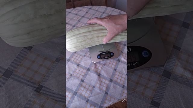 Чудо Богатырь. Армянский огурец. смотреть онлайн