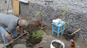 КАК ПОСАДИТЬ УНАБИ, ЗИЗИФУС (КИТАЙСКИЙ ФИНИК, ЖОЖОБА)