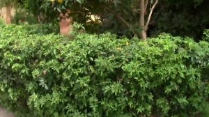 Египет. Хургада .Эль Гуна. Отель Sultan Bey 4* .