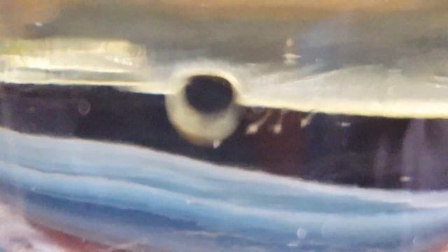 Креветка Амано выпускает первые личинки.Разведение Амано смотреть онлайн