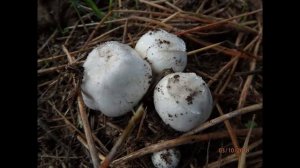 Leucoagaricus leucothites, white dapperling, or white Agaricus mushroom,