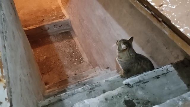 КАК Я СТАЛА ЗАПАСЛИВЫМ ХОМЯКОМ / ЖИЗНЬ ПО ТАЛОНАМ МНОГОМУ НАУЧИЛА / КАК ЖИВУТ ПЕНСИОНЕРЫ В ДЕРЕВНЕ смотреть онлайн