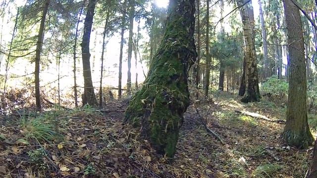 Грибы в Дмитровском районе МО смотреть онлайн