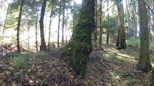 Грибы в Дмитровском районе МО