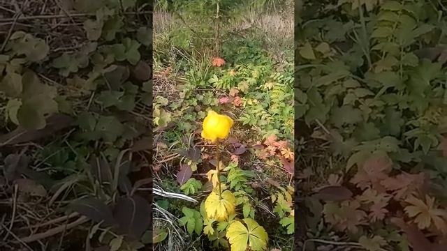 Когда весна приходит в октябре. смотреть онлайн