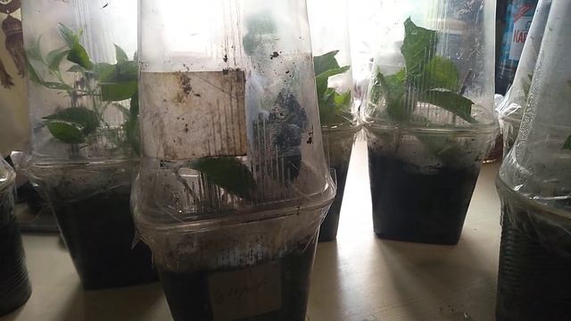 Черенкование роз, гортензий, пузыреплодника, ивы и пиона. Хороший результат. #черенкование,#черенки смотреть онлайн