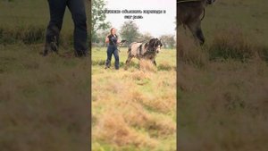 ХАРТИ ТРИ ГОДА! Время заездки