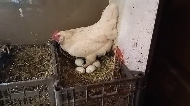 #куры#дача# смотреть онлайн