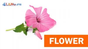 Как произносится "цветок" по-английски? How to pronounce "flower"?