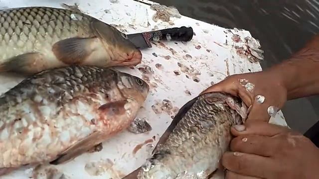 Как быстро почистить рыбу смотреть онлайн