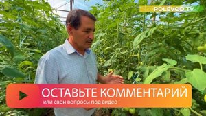 ВРЕДИТЕЛИ НА ТОМАТАХ! #томаты #вредители #тля #хлопковаясовка #белокрылка #инсектициды