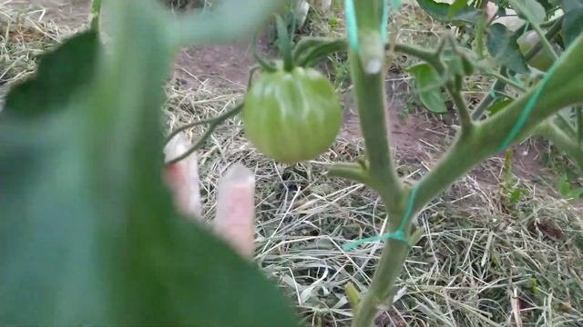Обзор коллекционных томатов по сортам.Часть 1.