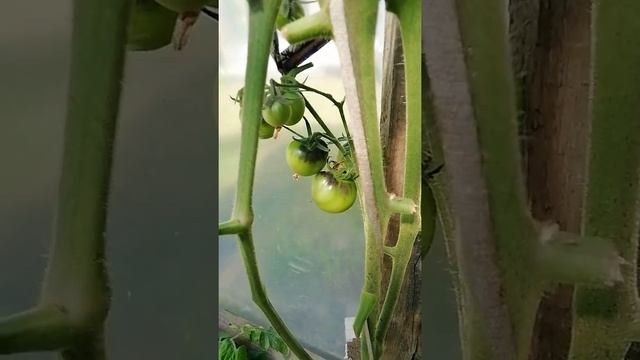 Сайт знакомства с томатами выращенных в горшках . смотреть онлайн