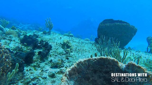 Scuba Diving the Coral Reef In Cozumel, Mexico