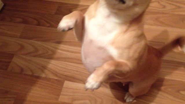 Чихуахуа и команды смотреть онлайн