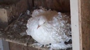 Кучерявые голуби  2021