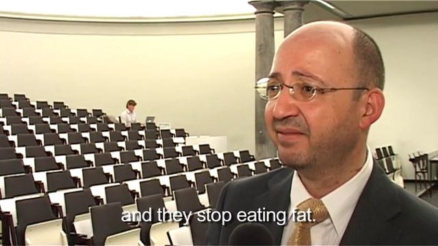 Pro Stevia. Why do we need fat? смотреть онлайн