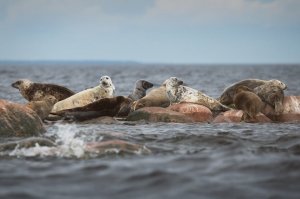Загадочные обитатели Финского залива