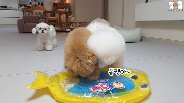 핑크퐁 워터 매트를 본 강아지들 귀여운 반응. (동생을 사랑하는 언니들)