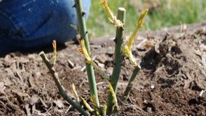 Роза Бенджамин Бриттен