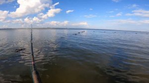 Jamaica Bay Fishing - NORTHERN KINGFISH - Floyd Bennett Field Brooklyn New York