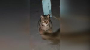 Подборка смешных видео и приколов. 188 Лучшие ПРИКОЛЫ 2023