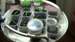 Сеем семена на рассаду правильно.