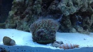 Green Brain Maze Coral Turf War in Reef Tank with Crab