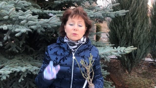 Как сохранить розы до посадки? ПРАВИЛЬНОЕ ХРАНЕНИЕ САЖЕНЦЕВ РОЗ