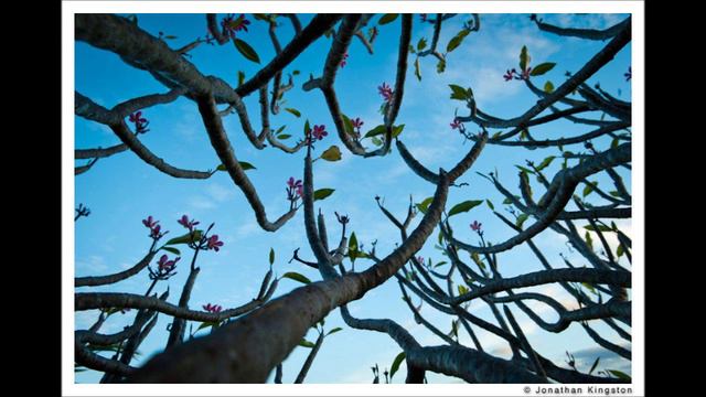 Original song: "Old Plumeria Tree" смотреть онлайн