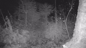 Молодой серый волк ночью идёт по лесу_ФГБУ Нижне-Свирский