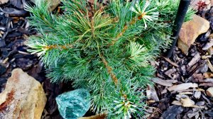 Небольшой обзор хвойного сада! Новиночки🔥Мои незатейливые обработки хвойных! 19 августа 2024г